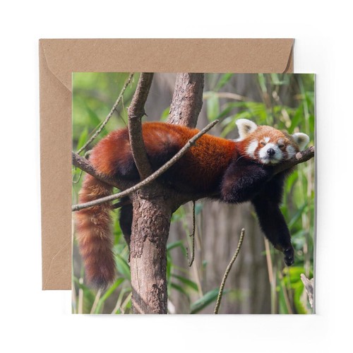 Blank greeting card cute - x,
