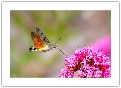 Hummingbird hawk moth insect - hummingbird,