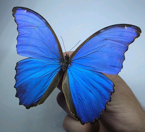 Morpho didius set - didius, a-