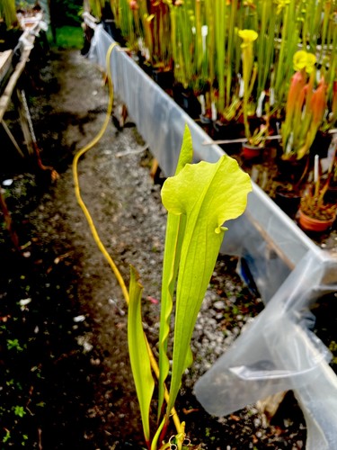 Sarracenia mitchelliana - sarracenia,
