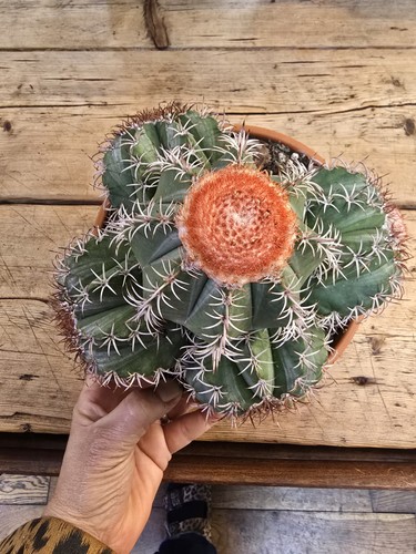 20plus melocactus turks cap - cm,