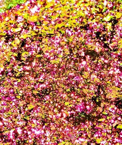 Ultrashift chameleon flake - ultrashift,