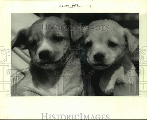 1984 press photo mixed - press,