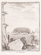 tenrec Hedgehog Hedgehog