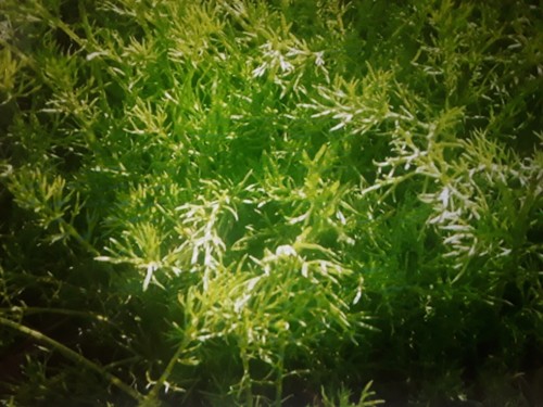 Chamaemelum treneague lawn - treneague,