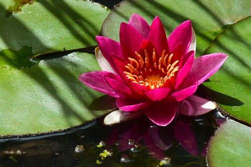 Nymphaea firecrest water - nymphaea, 'firecrest'