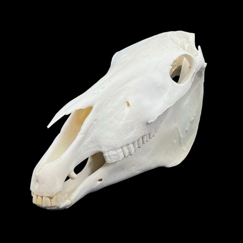 Real horse skull white bone - real,