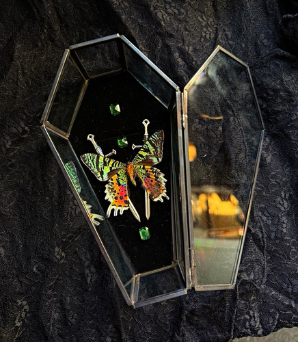 Sunset moth taxidermy coffin
