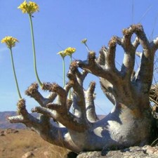 Pachypodium densiflorum var. densiflorum, Succulent Caudex - 5 Sementes