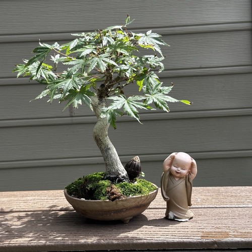 Japanese shohin yamamomji - japanese,