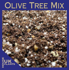OLIVE TREE Potting Soil Mix (Compost Olea Europaea Olive Repotting Indoor Leaves