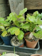 1x English Oak Tree sapling