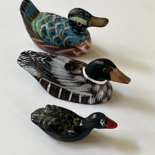 Ducks shoveler mallard wood - 3,