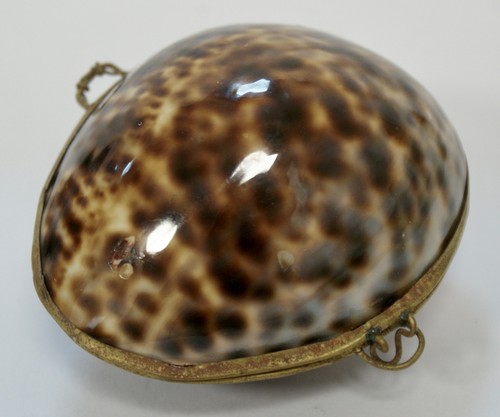 Vintage tiger cowrie - vintage, shell