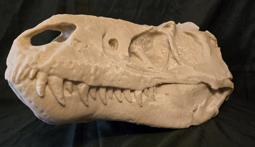 Very large nanotyrannus - very,