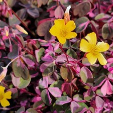 Oxalis Spiralis Crazy Pink in 12cm Pot - Hardy Perennial Shamrock Foliage Plant