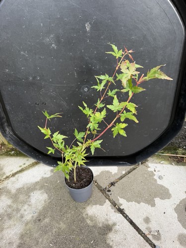 Acer palmatum sango kaku - acer,