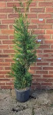 4 FT Cypress Leyland Conifer Cupressocyparis Evergreen Large Tree Conifer