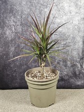 Dracaena Marginata Dragon Tree