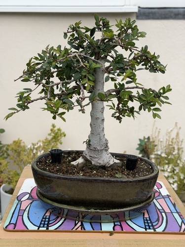 Mature chinese elm bonsai - mature, –