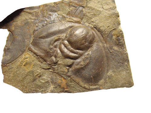 Cambrian paedeumias nevadensis - cambrian,