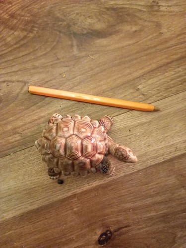 Vintage wade tortoise trinket - wade,