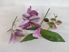 Pink Tradescantia Collection 4
