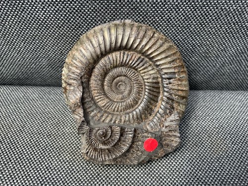 Dactylioceras jurassic - sp.,