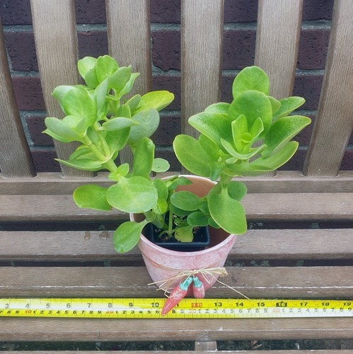 Crassula multicava fairy - crassula,