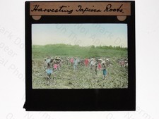 Harvesting Tapioca Roots