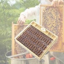 Queen Bee Rearing Box