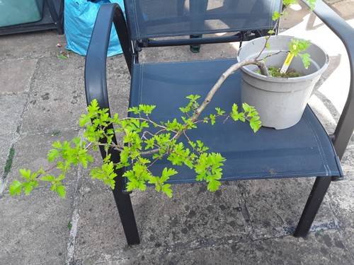 Bonsai hawthorn cascade - bonsai,