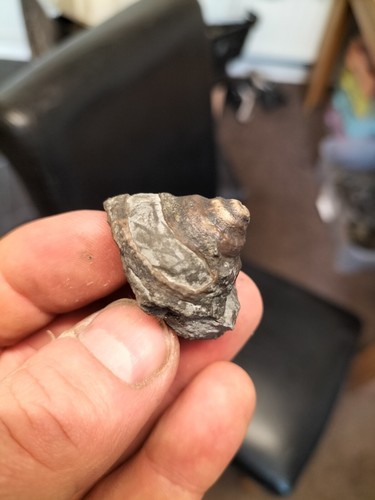 Very rare pleurtomaria - very,