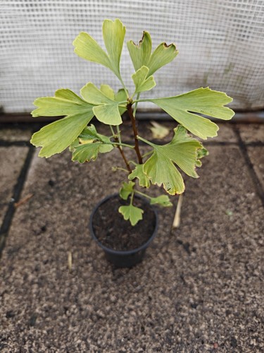 Ginkgo biloba maidenhair tree - ginkgo,