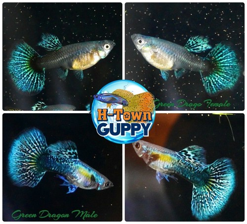 Trio live aquarium - 1,