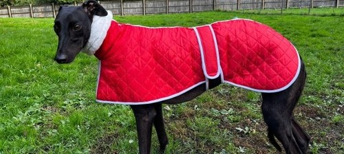 Red greyhound coat - greyhound,
