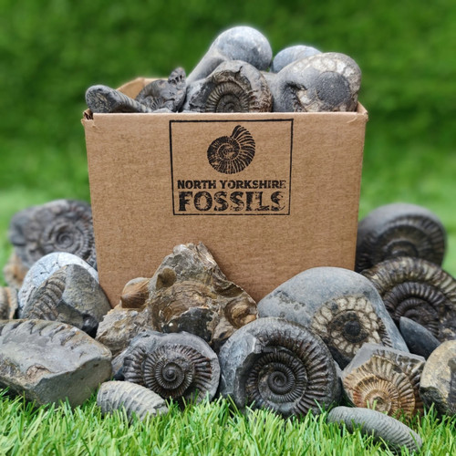 Children fossil box - children's,