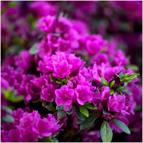 Azalea dwarf purple diamond - azalea,