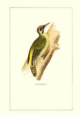 The Green Woodpecker - 1981