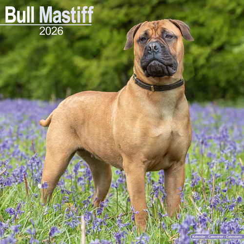 Bull mastiff 2026 calendar - bull,