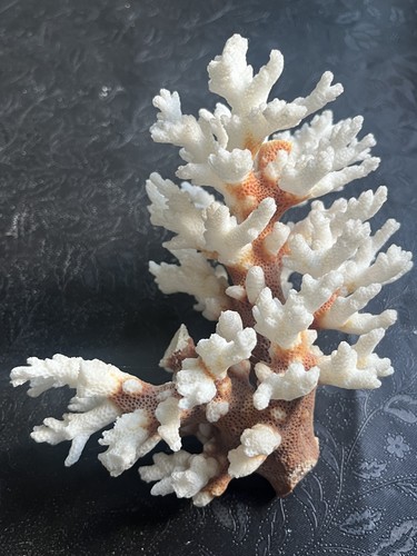 Natural white coral tree - white,