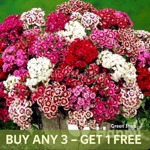 Dwarf sweet william - dwarf,