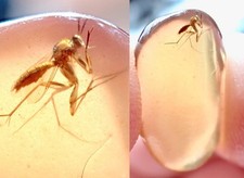 PERFECT Display MOSQUITO 🦟99MYO Burmite Amber Fossil Bug DINOSAUR AGE