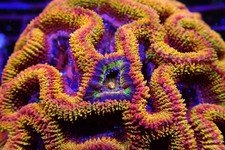 🔥 Ironman Acan Coral Frag