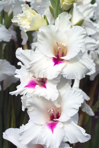 Gladioli amber mystique - 12,