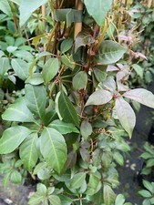 Parthenocissus Henryana