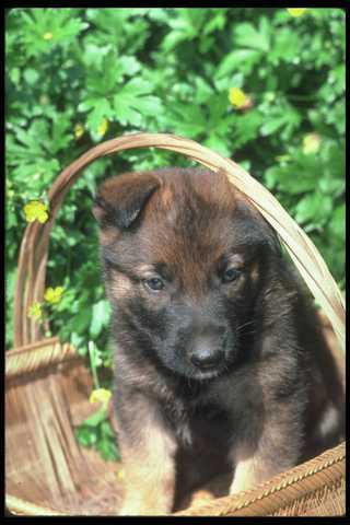 247024 german shepherd pup - 247024, a4