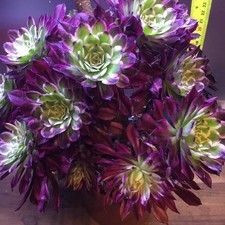 Aeonium  Purple Waves Cutting