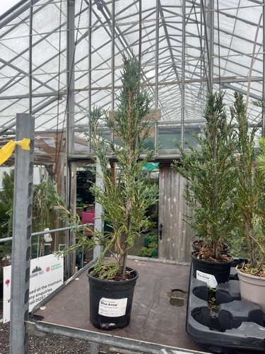 Juniper blue arrow tree - juniper,