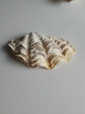 Vintage Tridacna Fluted Clam Shell 13cm X 7cm